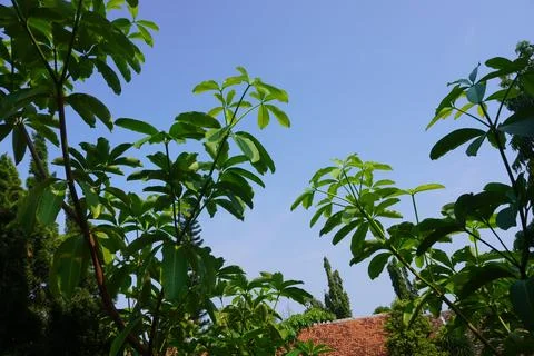 Sky and trees Stock Photos