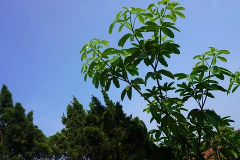 Sky and trees Foto stock