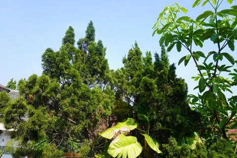 Sky and trees Foto stock