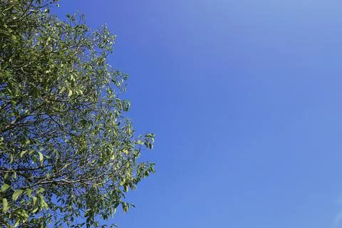 Sky and trees Foto stock
