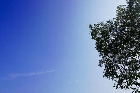 Sky and trees Stock Photos
