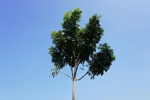 Sky and trees Stock Photos