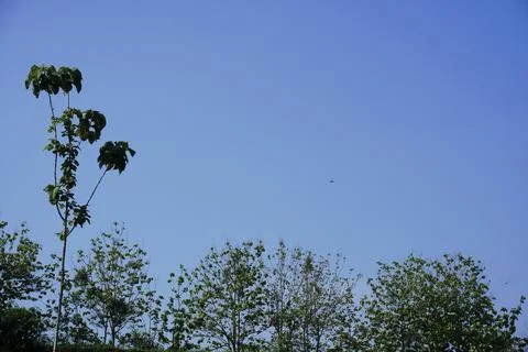 Sky and trees Foto stock