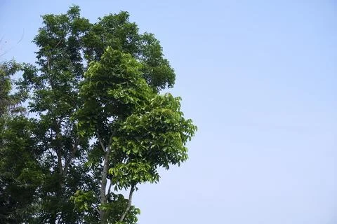 Sky and trees Stock Photos