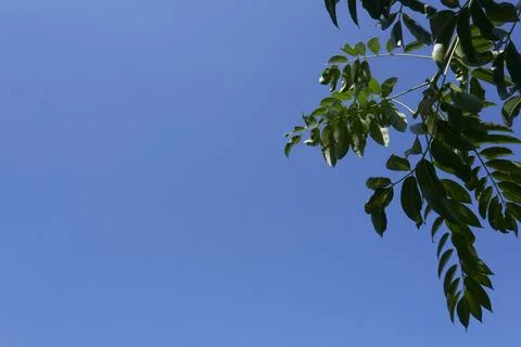 Sky and trees Stock Photos