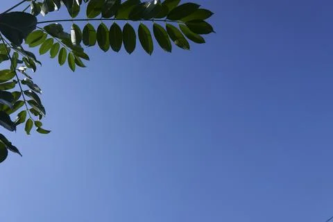 Sky and trees Stock Photos