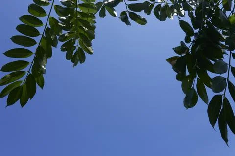 Sky and trees Stock Photos