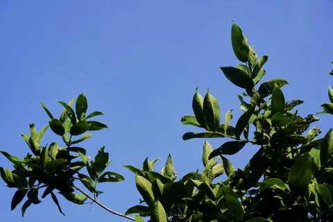 Sky and trees Stock Photos