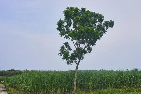 Sky and trees Stock Photos