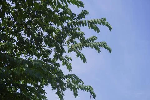 Sky and trees Stock Photos