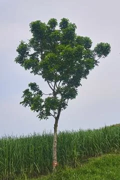 Sky and trees Stock Photos