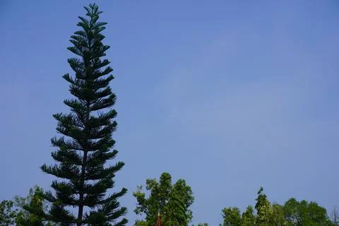 Sky and trees Stock Photos