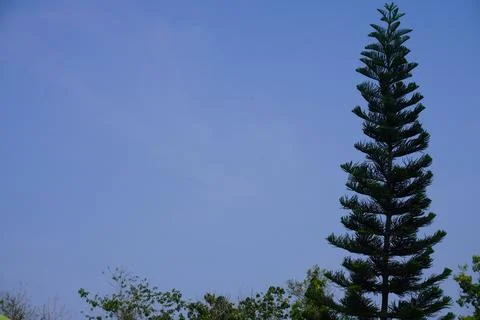 Sky and trees Stock Photos
