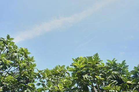 Sky and trees Stock Photos