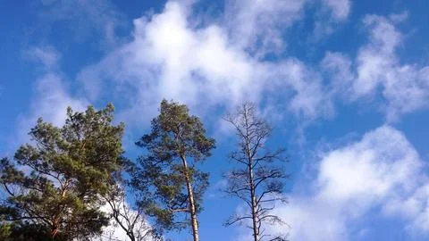 Sky and trees Stock Photos