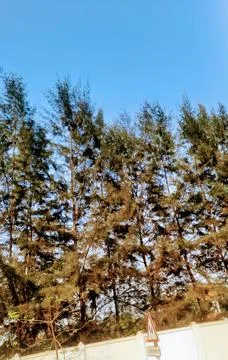 Sky and trees Foto stock