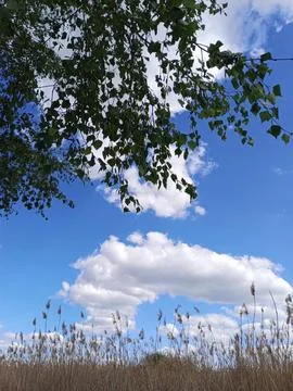 Sky and trees Stockfoto's
