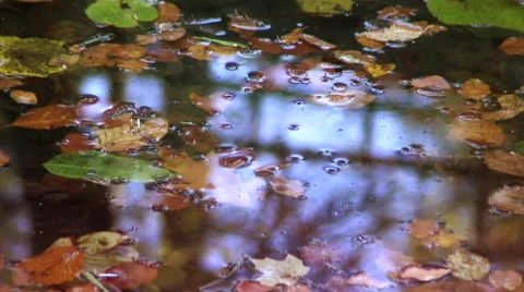 Sky and trees reflect in a pond full of yellow fallen leaves. Stock Footage 44560984