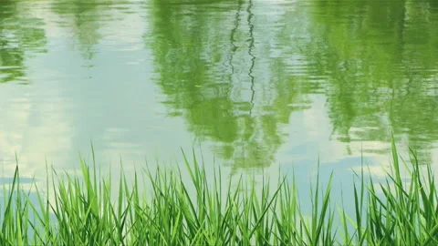 Sky and Trees Reflected in the Grass and Pond Stock Footage 327439412