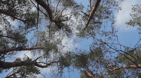 Sky and trees. Slow rotation. Stock Footage 24332176