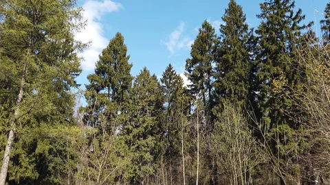 Sky and trees in the spring forest Video stock 129514793