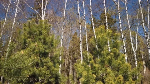 Sky and trees in the spring forest 4k Stock-Footage 129587405