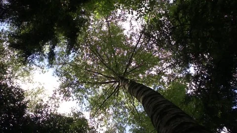 Sky and trees sunny view Stock Footage 90197443