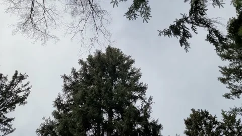 Sky and trees in the wild forest in winter. Nature 4k Stock-Footage 172433660