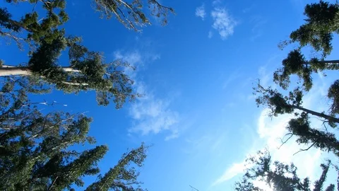 Sky and Twigs in contra plongée Vídeo Stock 119145509