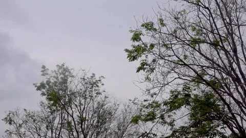 Sky and twigs Video stock 210612702