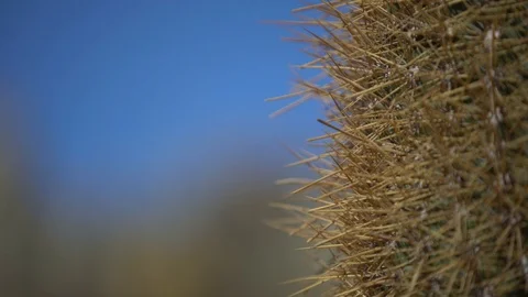 Sky and vegetation Stock Footage 97303407