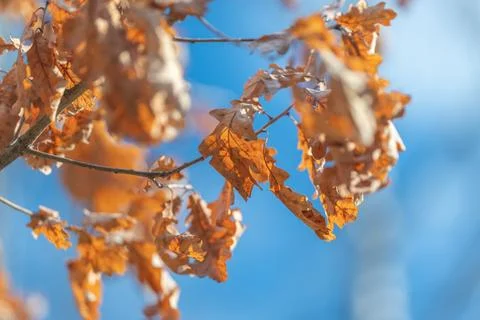 Sky backdrop with azure tones framing fluttering oak leaves, uplift and movem Stock Photos