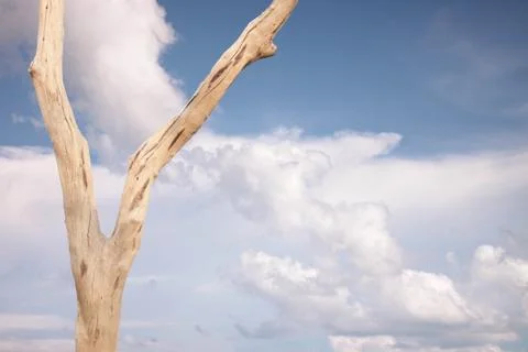 Sky background and dry tree Stock Photos