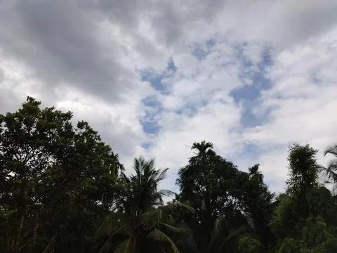 Sky on the background of coconut trees and other tropical trees Stock Photos