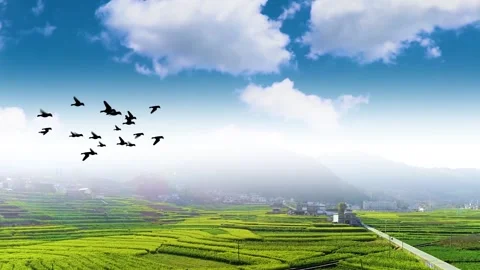 Sky background fly the birds Stock Footage 250847301