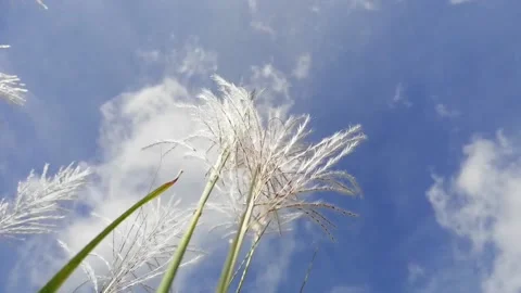 Sky background with grasses on the foreground Stock-Footage 159639215