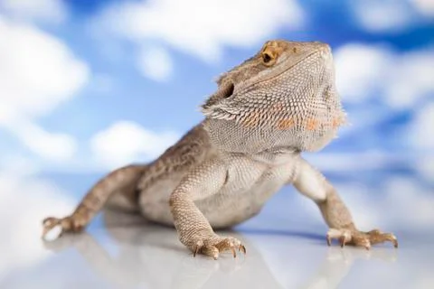 Sky background, Pet, lizard Bearded Dragon Free Stock Photos