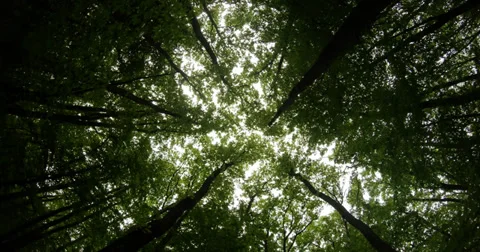 Sky barely visible through dense thickets of beech trees view from the ground 스톡 동영상 37534970
