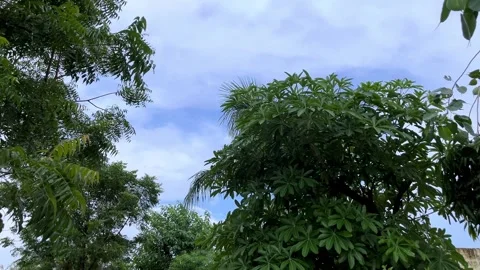 Sky Behind Green Trees | Natural Beauty Landscape Video for Nature and Travel Видео 315450331