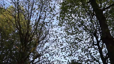 Sky behind trees Stock Footage 99389646