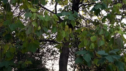 Sky between the branches of a tree Stock Footage 99389982
