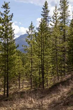 Sky Between Green Pine Trees Foto stock