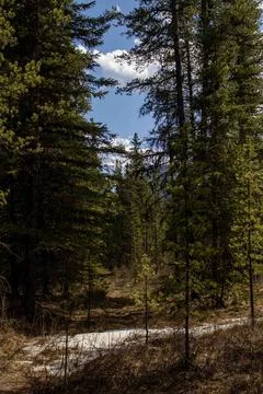 Sky Between Green Pine Trees Stock Photos