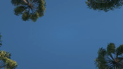 The sky between the palm trees. Stock Footage 100923354