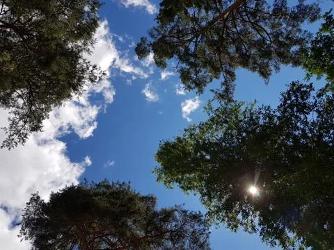 Sky between trees 库存照片
