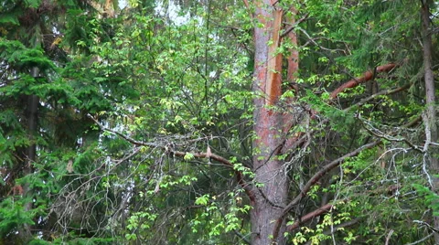 Sky in birch branches Stock Footage 48814927