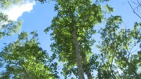 The sky in a birch forest Stock Footage 82303004
