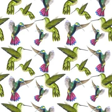 Sky bird colibri in a wildlife pattern by watercolor style isolated Illustrazione stock