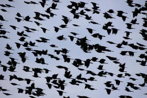 Sky of birds Stock Photos