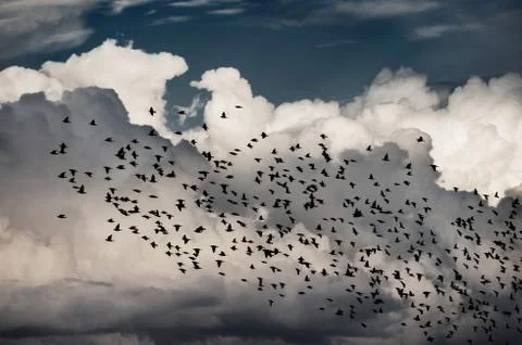 Sky with birds Stock Photos